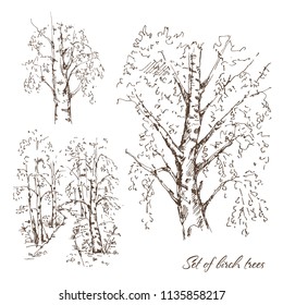 Hand drawn set of birch trees on white background. Sketch, vector illustration.