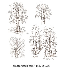 Hand drawn set of birch trees on white background. Sketch, vector illustration.