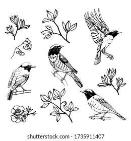 Hand drawn set of birds and flowers. Redstart. Outline drawing. Vector illustration. Black and white.