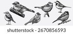 Hand drawn set with birds, jay, blue tit, wagtail different species from European and Russian forests, engraving, hatching style done with ink pen. Flying and sitting for decoration and toile de juoy.