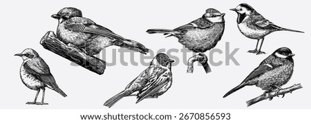 Hand drawn set with birds, jay, blue tit, wagtail different species from European and Russian forests, engraving, hatching style done with ink pen. Flying and sitting for decoration and toile de juoy.