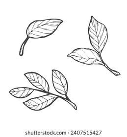 handgezeichneter Satz von schwarzen Blattikonen auf weißem Hintergrund Doodle