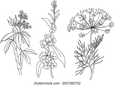 Hand drawn set of black and white flower and plant elements