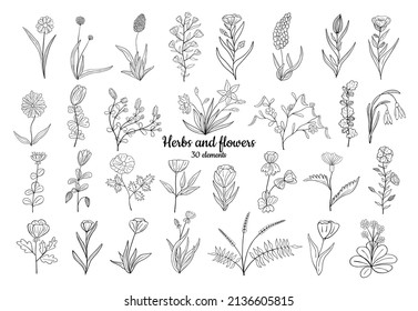 Hand drawn set of blooming flowers. Floral summer collection. Vector sketch elements isolated on white background. Decorative doodle illustration for greeting card, wedding invitation, fabric