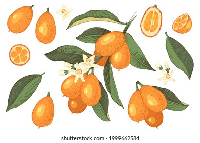 Hand drawn set with blooming kumquat branch, ripe fruits, halfs and slices. Citrus fruit. Colorful vector illustration