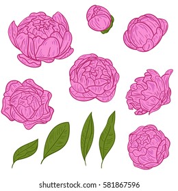 Hand drawn set of blooming peonies. Flower isolated on white background. Vintage vector illustration.