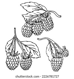 Hand drawn set with branches raspberries isolated on white background