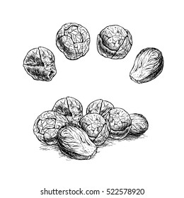 Hand drawn set of brussels sprouts. Retro sketches isolated. Vintage collection. Linear graphic design. Black and white image of vegetables. Vector illustration.