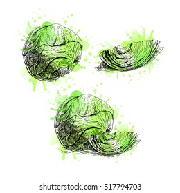 Hand drawn set of cabbage with green watercolor spots.. Retro sketches isolated. Vintage collection. Linear graphic design. Black and white image of vegetables. Vector illustration.