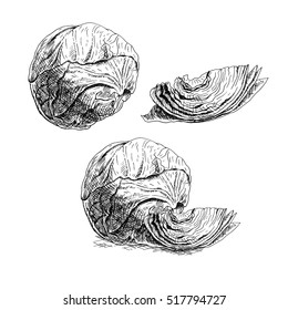 Hand drawn set of cabbage. Retro sketches isolated. Vintage collection. Linear graphic design. Black and white image of vegetables. Vector illustration.