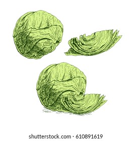 Hand drawn set of cabbage. Sketches isolated. Graphic design. Image of vegetables. Vector illustration.