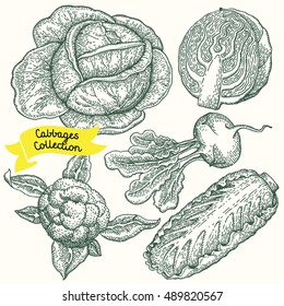 Hand drawn set of cabbages. Cauliflower, kohlrabi, cabbage, Chinese cabbage. Vector