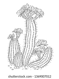 Hand drawn set of cacti. Sketch for anti-stress adult coloring page. Vector illustration. Textile or tattoo design.
