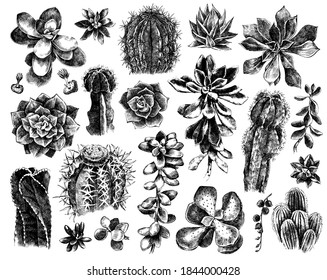 Hand drawn set of cactuses and succulents. Black and white vector illustration in retro style