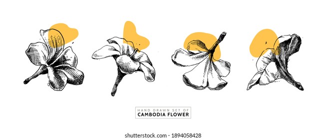 Hand Drawn Set of Cambodia Flower. Vector in Sketch Vintage Style