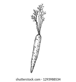 Hand drawn set of carrot. Retro sketches isolated. Vintage collection. Linear graphic design. Black and white image of vegetables. Vector illustration.