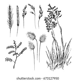 Hand drawn set of cereal crops. Sketch, vector illustration.