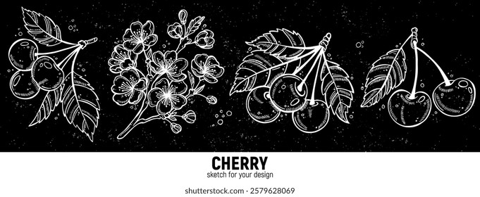 Hand drawn set of cherry berry sketches. Illustrations of cherry with leaves and flowers for poster, prints, menu, card or textile