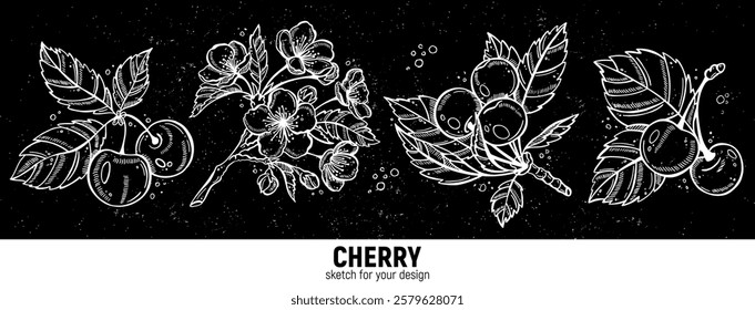 Hand drawn set of cherry berry sketches. Illustrations of cherry with leaves and flowers for poster, prints, menu, card or textile