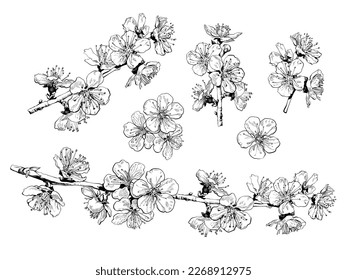 Hand drawn set of cherry blossom flowers and branches. Black and white sketch collection of blooming sakura. Vector illustration isolated on white background.