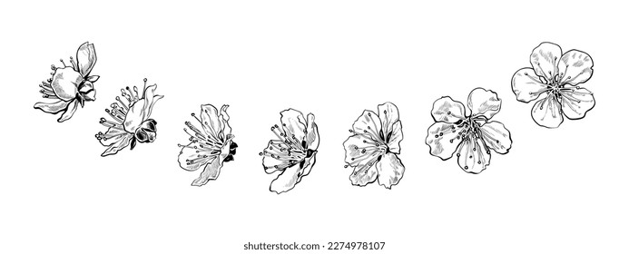 Flores de flores de cerezo dibujadas a mano representadas desde diferentes ángulos. Colección de sketch en blanco y negro de sakura floreciente. Ilustración vectorial aislada en fondo blanco.