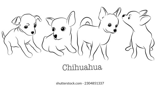 Hand drawn set of Chihuahua doodle. Vector illustration on white background.