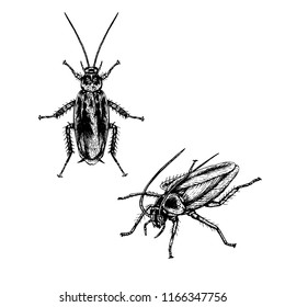 Hand drawn set of cockroach. Realistic isolated sketch of animal. Line graphic design. Black and white drawing insect. Vector illustration.