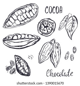 Hand drawn set of cocoa pods, beans and leaves.