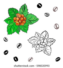 hand drawn set of coffee beans, leaves, berries. sketch. vector eps 8
