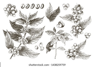 Hand drawn set of coffee tree branches and beans. Vector illustration in vintage style