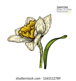 Hand drawn set of colored daffodil or narcissus flowers. Vector engraved art. Spring garden blossoms. Monocrome sketch. Good for wedding card, party decoration, greeting flyer, poster, banner design.