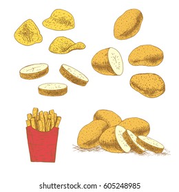 Hand drawn set of colored potato. Retro sketches isolated. Vintage collection. Linear graphic design. Sketch chips and french fries. Black and white image of vegetables. Vector illustration.
