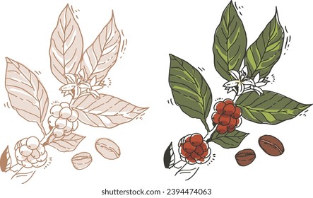 Conjunto de ramas y frijoles de cafés coloridos dibujados a mano. Imágenes vectoriales de alta calidad de ramas de café dibujadas a mano. Ilustración vectorial en estilo vintage. Acogedor estilo. Estilo de la caricatura
