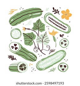 Hand drawn set colorful doodle vegetables in trendy organic style. Green cucumber, gherkin, cucumber flower, seeds, herbs. Vegetables cut in half, piece. Vegetarian healthy food. Farm products