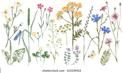 Hand drawn set with colorful herbs and flowers