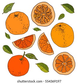Hand drawn set of colorful juicy oranges