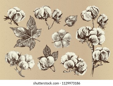 Hand drawn set of cotton branches. Eco collection in vintage style. Highly detailed vector illustration