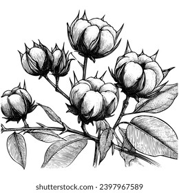 Hand drawn set of cotton branches. Cotton flower buds in vintage engraved style. Botanical art isolated on white background. Use for print, poster, decoration and other design.