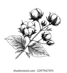Juego de ramas de algodón dibujado a mano. Flores de algodón con un estilo grabado vintage. Arte botánico aislado de fondo blanco. Uso para impresión, afiche, decoración y otro diseño.