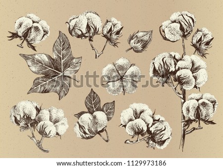 Hand drawn set of cotton branches. Eco collection in vintage style. Highly detailed vector illustration