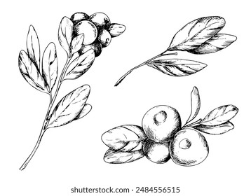 Handgezeichnetes Set von Preiselbeerskizzen mit Blättern und Beeren. Vektorgrafik botanische Illustration in Grafik