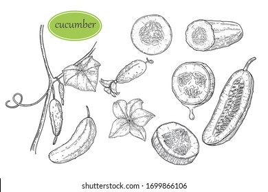 Hand drawn set cucumber with leaves and flowers. Vector sketch illustration. Vegetable engraved style illustration. Farm market product.