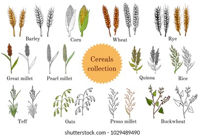 Hand drawn set of culinary agricultural cereals. Vector illustration