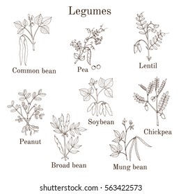 Hand drawn set of culinary agricultural legume plants. Vector illustration