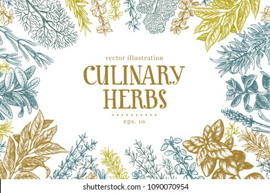 Hand drawn set of culinary herbs and spices. Vector background for design menu, packaging, recipes, label, farm market products. Hand drawn vintage illustration. Botanical banner template.