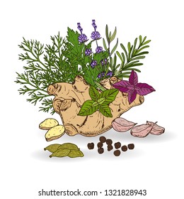Hand drawn set of culinary herbs and spices. Vector illustration