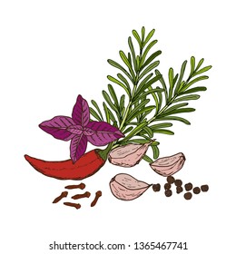 Hand drawn set of culinary herbs and spices. Vector illustration