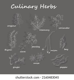 Conjunto hecho a mano de hierbas y especias culinarias. Ilustración del vector 