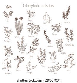 Hand drawn set of culinary herbs and spices. Vector illustration.