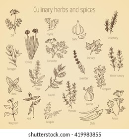 Hand drawn set of culinary herbs and spices. Vector illustration.